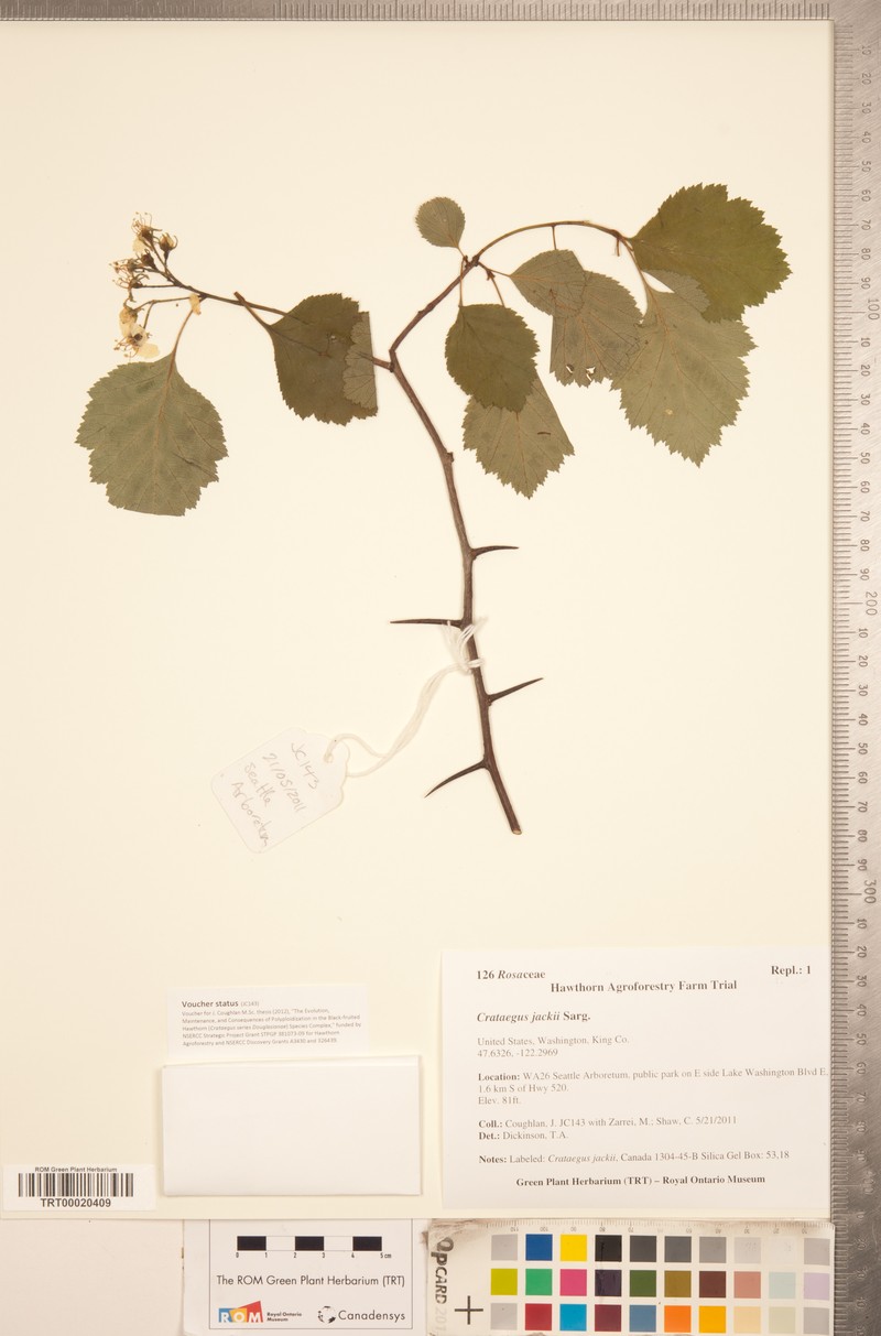 Roundleaf Hawthorn photo 5
