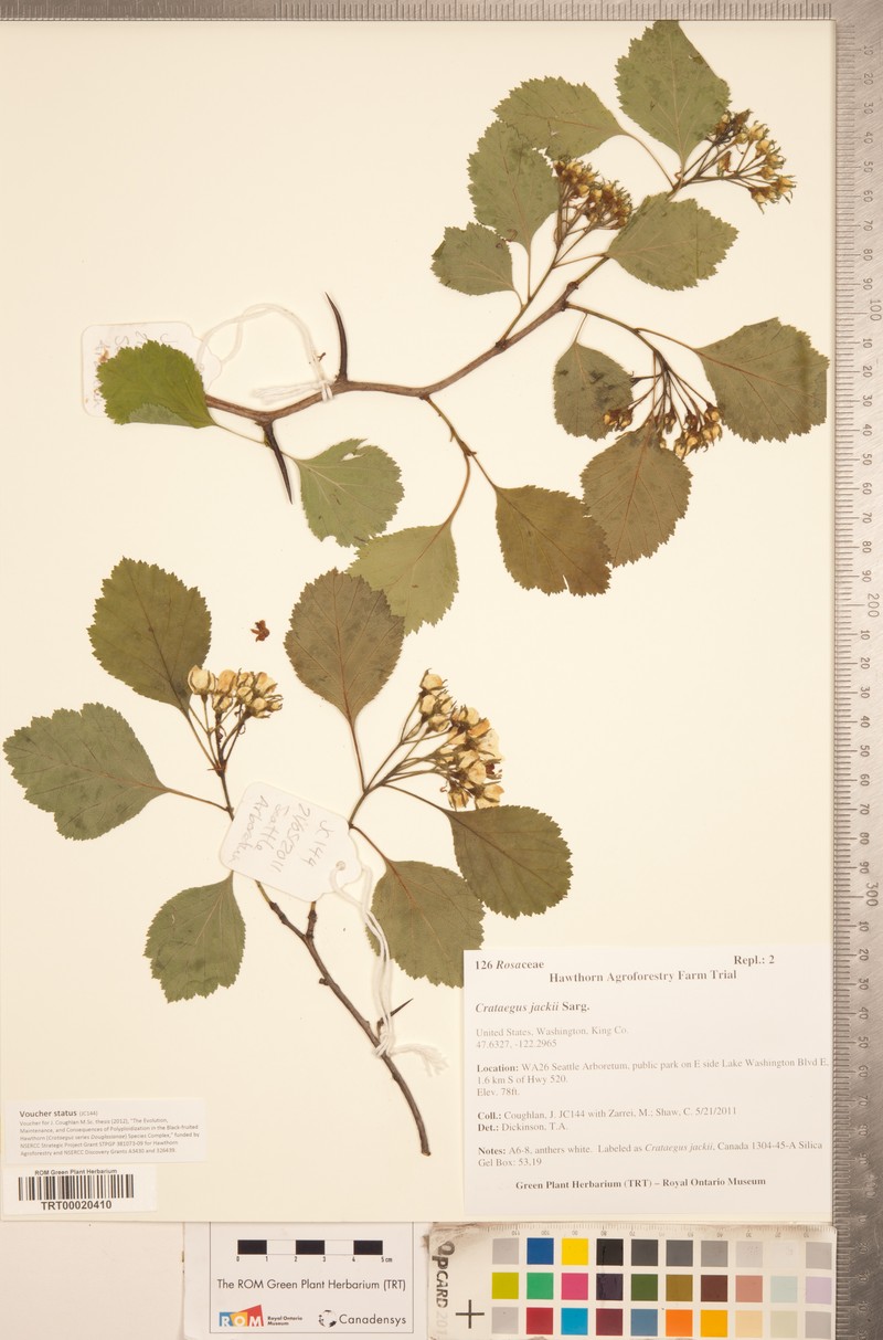 Roundleaf Hawthorn photo 6