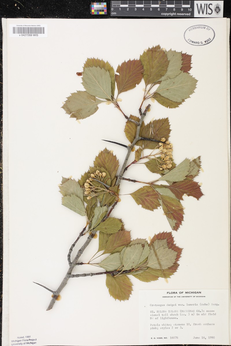 Roundleaf Hawthorn photo 7