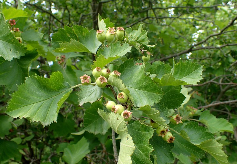 Crataegus macracantha photo 2