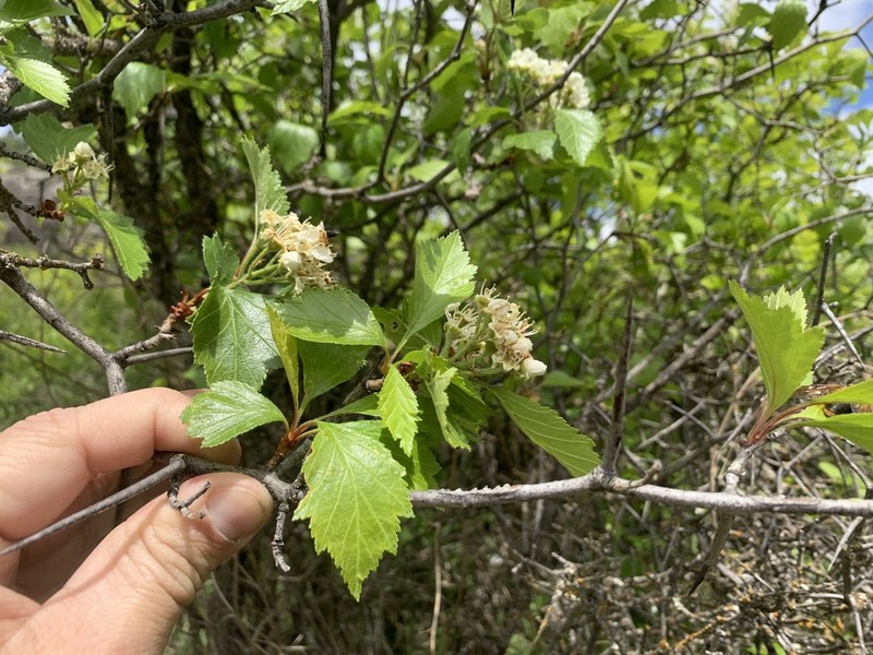 Crataegus macracantha photo 4