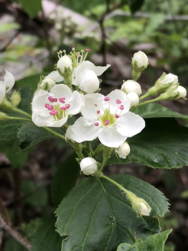 Crataegus macracantha photo 5