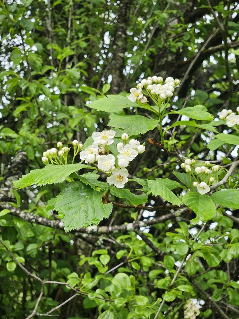 Crataegus macracantha photo 6