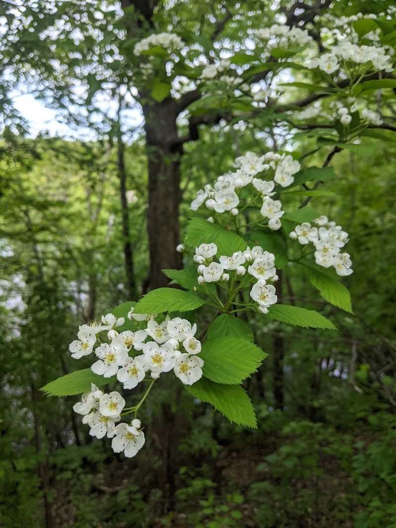 Crataegus macracantha photo 7