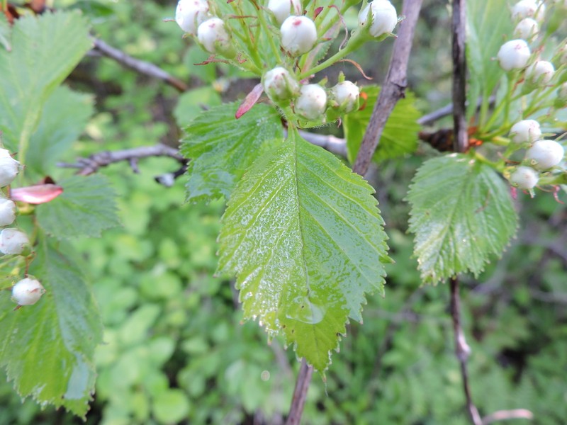 Crataegus macracantha photo 8
