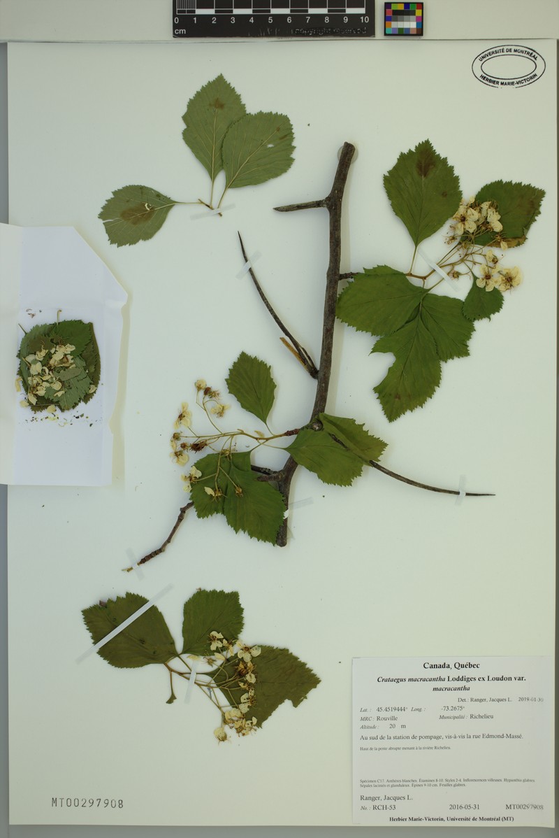 Crataegus macracantha var. macracantha
