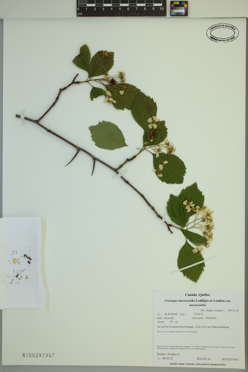 Crataegus macracantha var. macracantha photo 2
