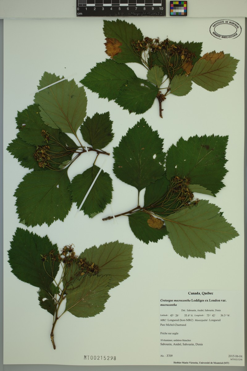 Crataegus macracantha var. macracantha photo 3