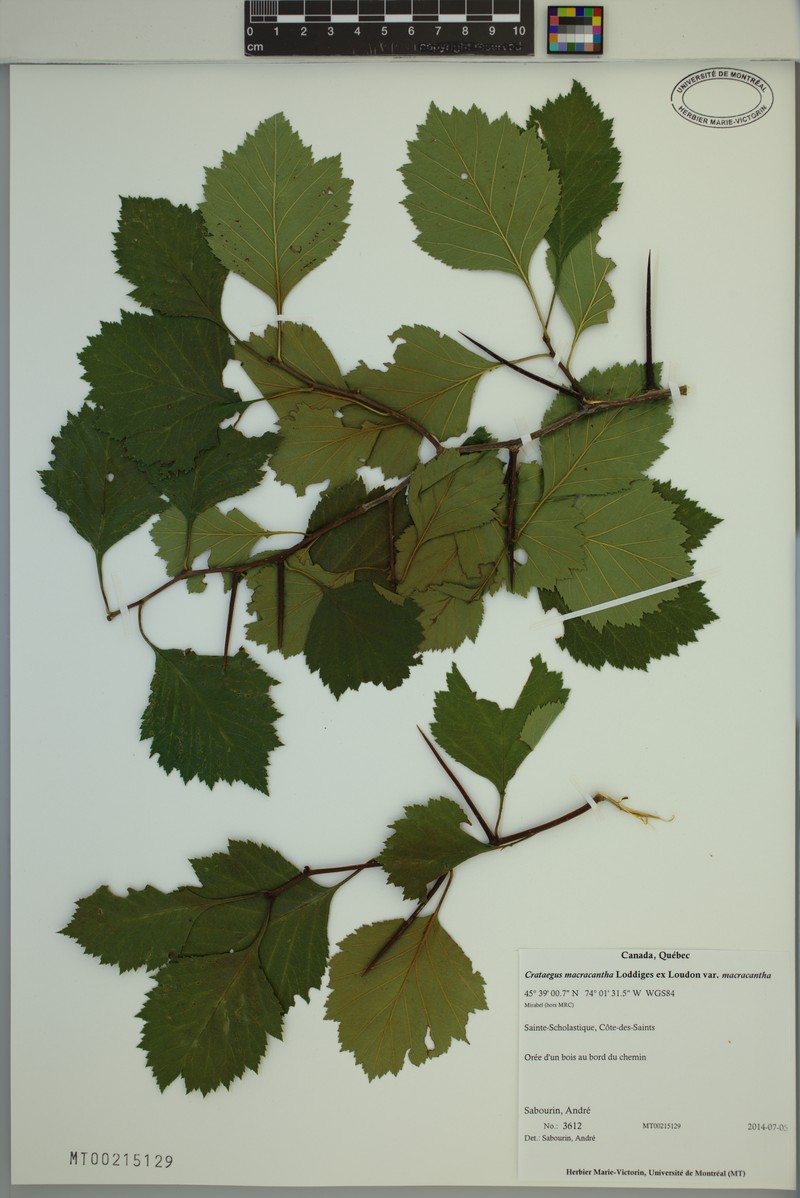 Crataegus macracantha var. macracantha photo 4