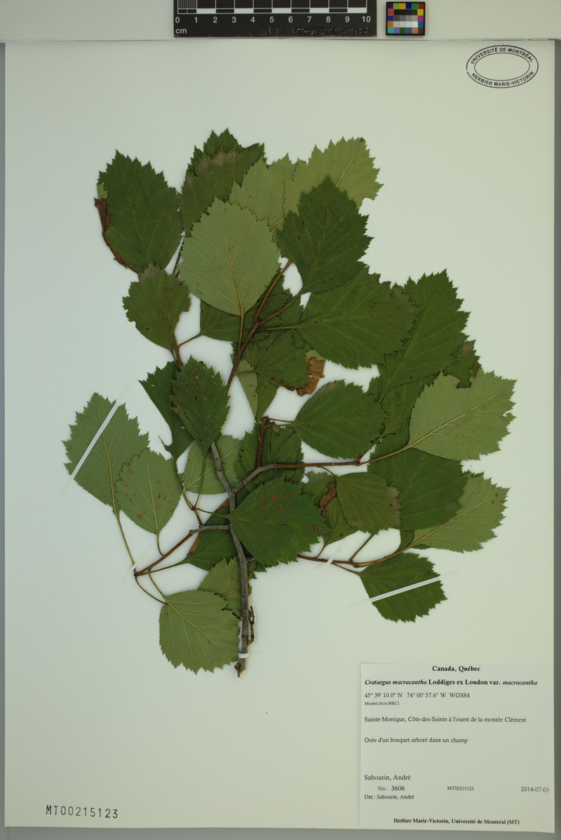 Crataegus macracantha var. macracantha photo 5