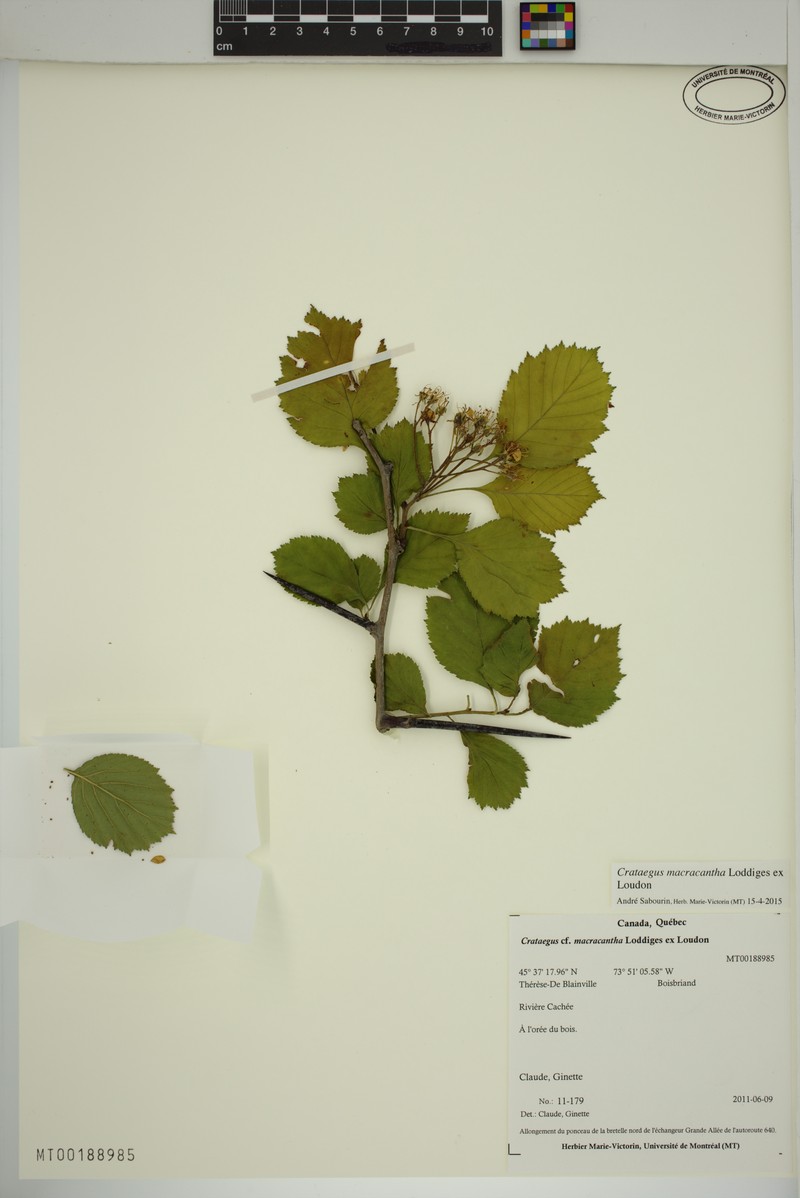 Crataegus macracantha var. macracantha photo 6