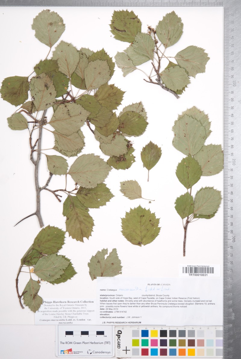 Crataegus macracantha var. macracantha photo 7