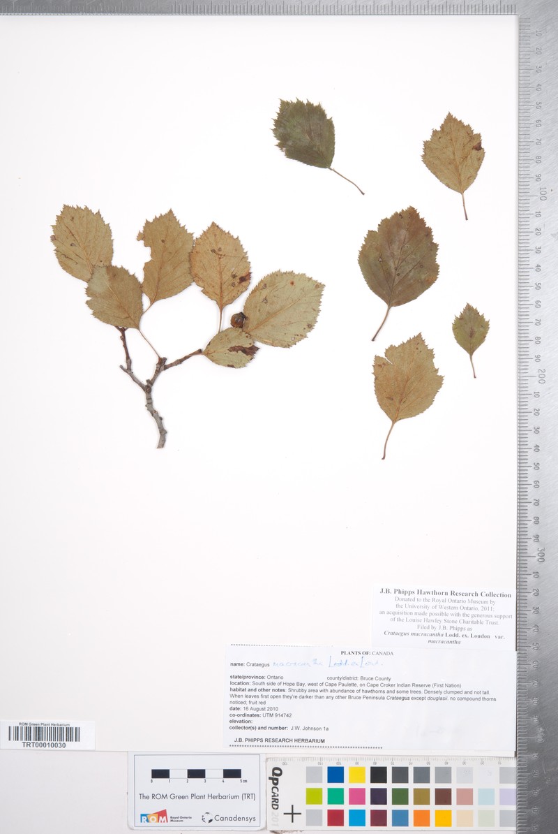 Crataegus macracantha var. macracantha photo 8