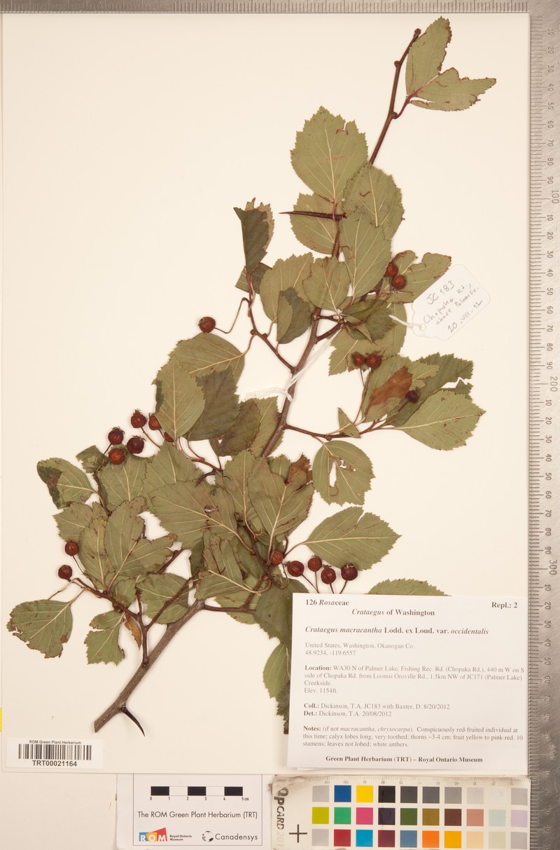 Crataegus macracantha var. occidentalis