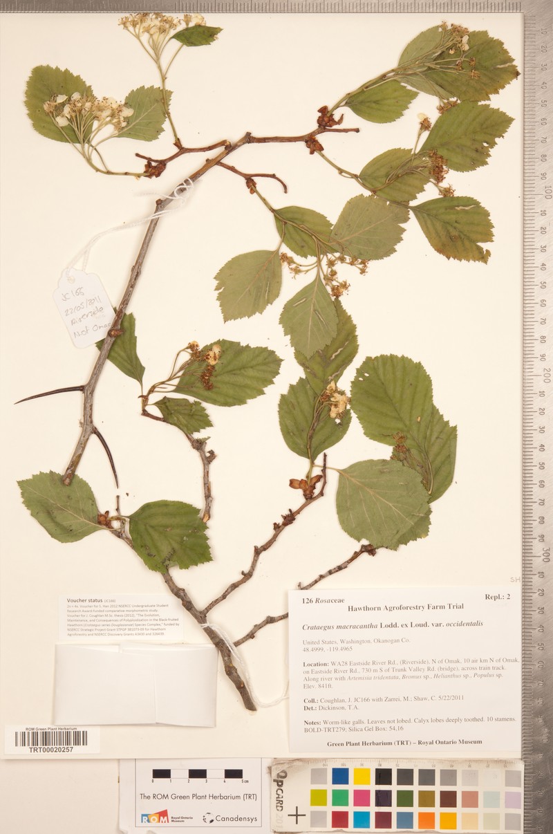 Crataegus macracantha var. occidentalis photo 2