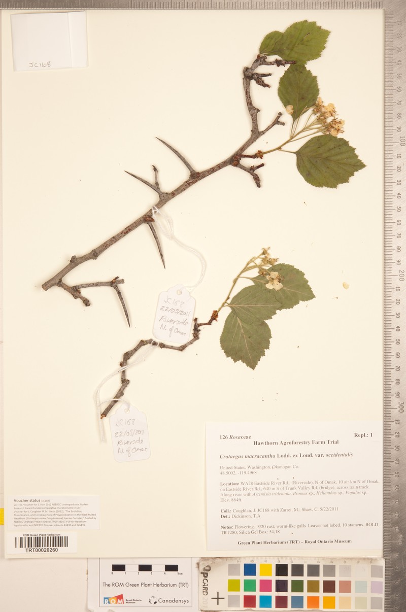 Crataegus macracantha var. occidentalis photo 3