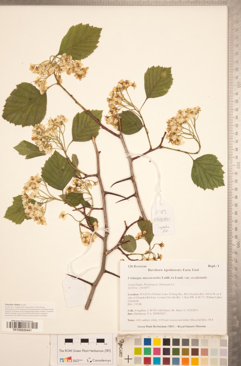 Crataegus macracantha var. occidentalis photo 4