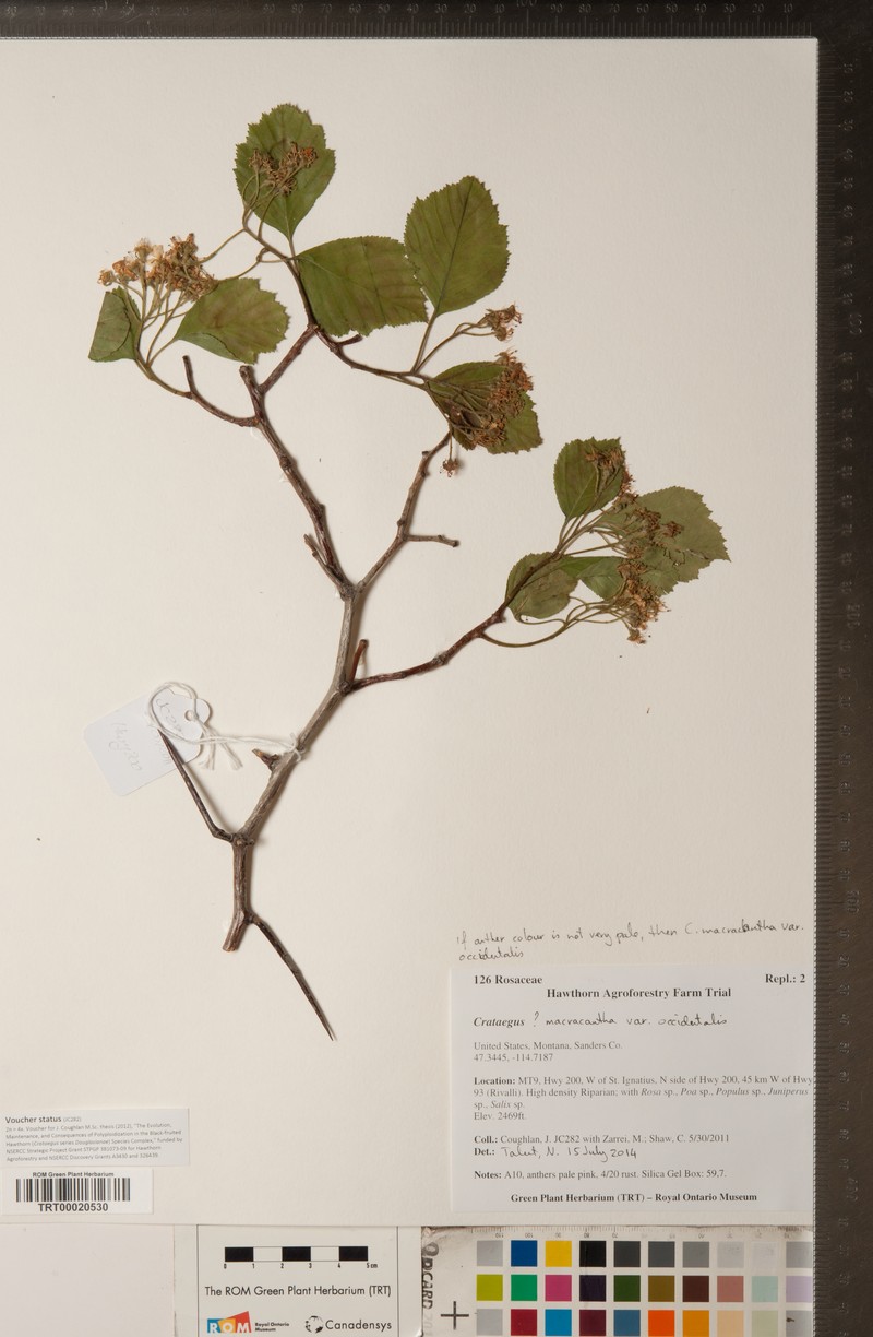 Crataegus macracantha var. occidentalis photo 5