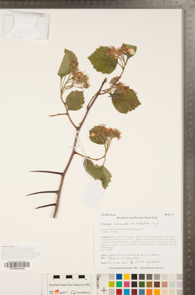 Crataegus macracantha var. occidentalis photo 6