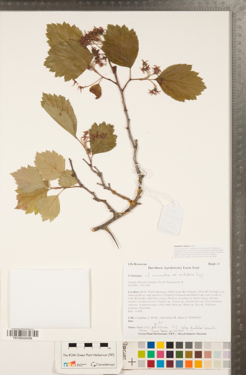 Crataegus macracantha var. occidentalis photo 7