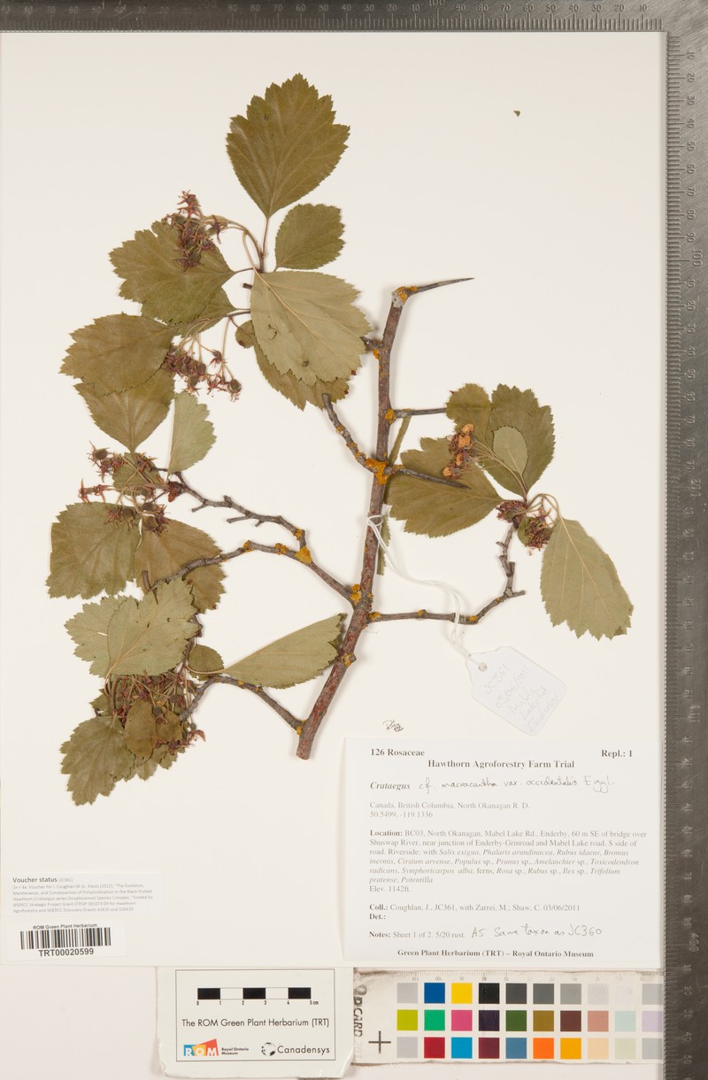 Crataegus macracantha var. occidentalis photo 8