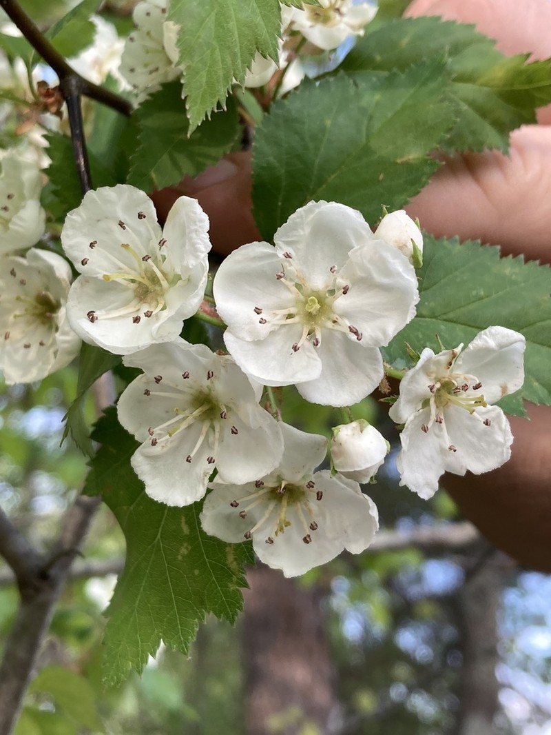 Bigfruit Hawthorn