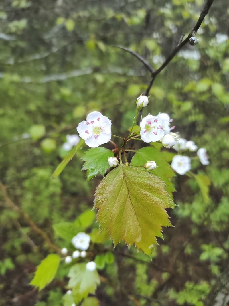 Bigfruit Hawthorn photo 2