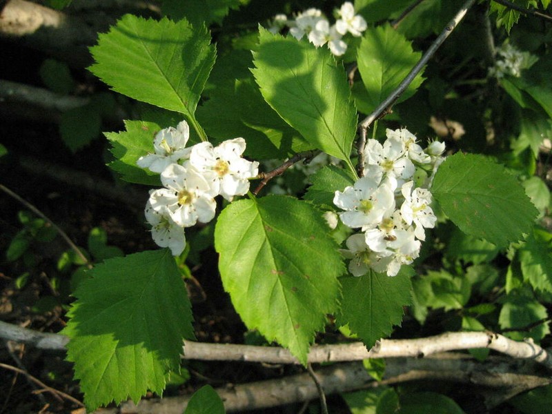 Bigfruit Hawthorn photo 4