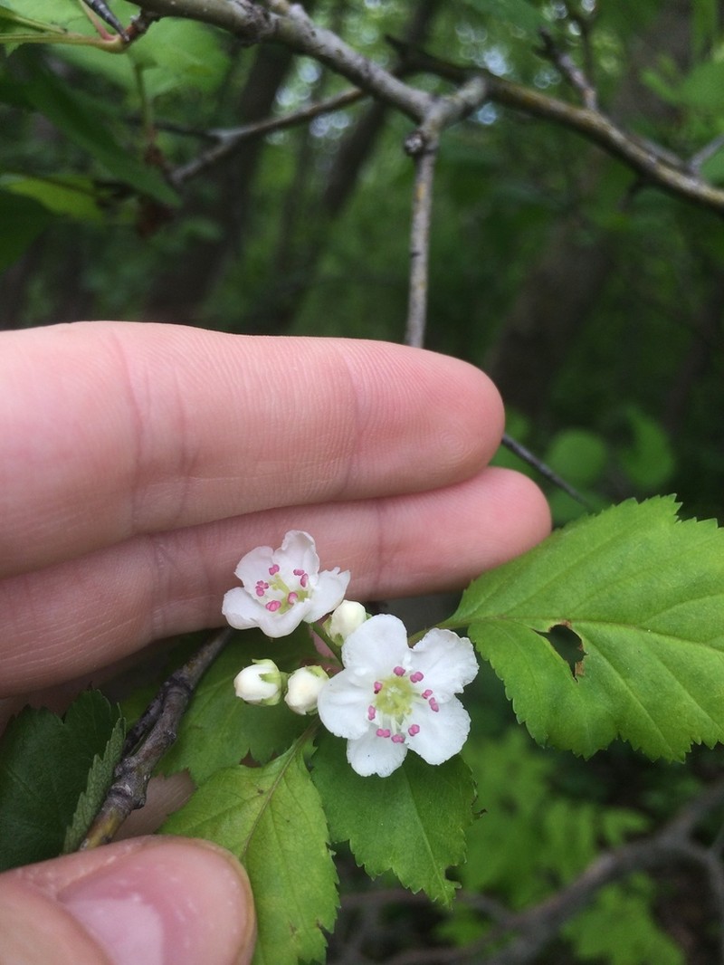 Bigfruit Hawthorn photo 5