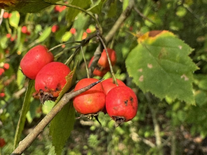Bigfruit Hawthorn photo 6
