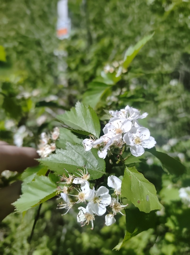 Bigfruit Hawthorn photo 7