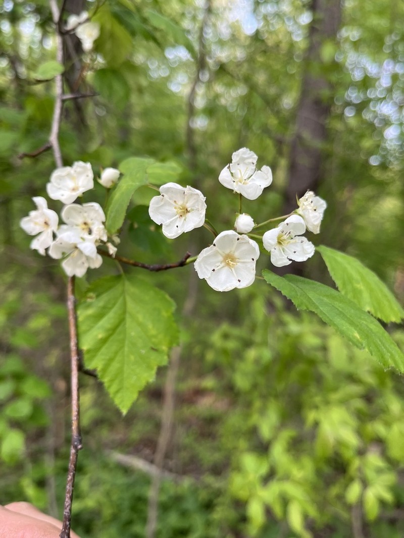 Bigfruit Hawthorn photo 8