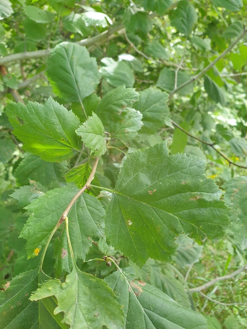 Crataegus magniflora photo 3