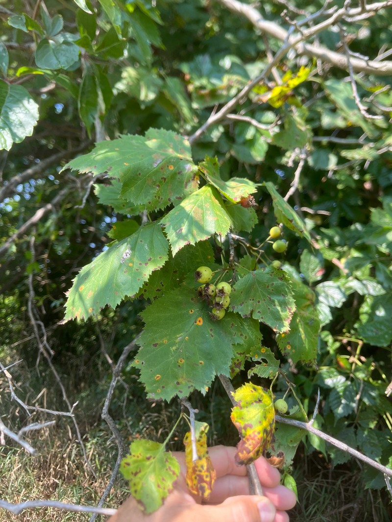 Crataegus magniflora photo 5
