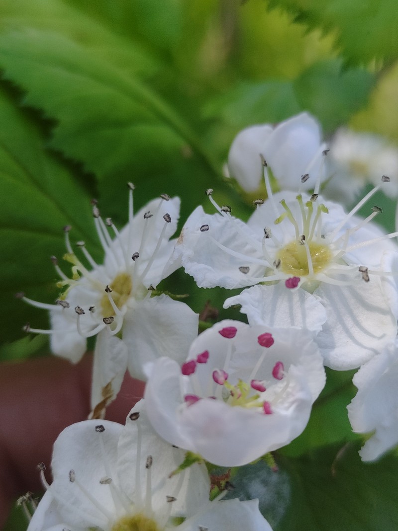 Crataegus magniflora photo 6