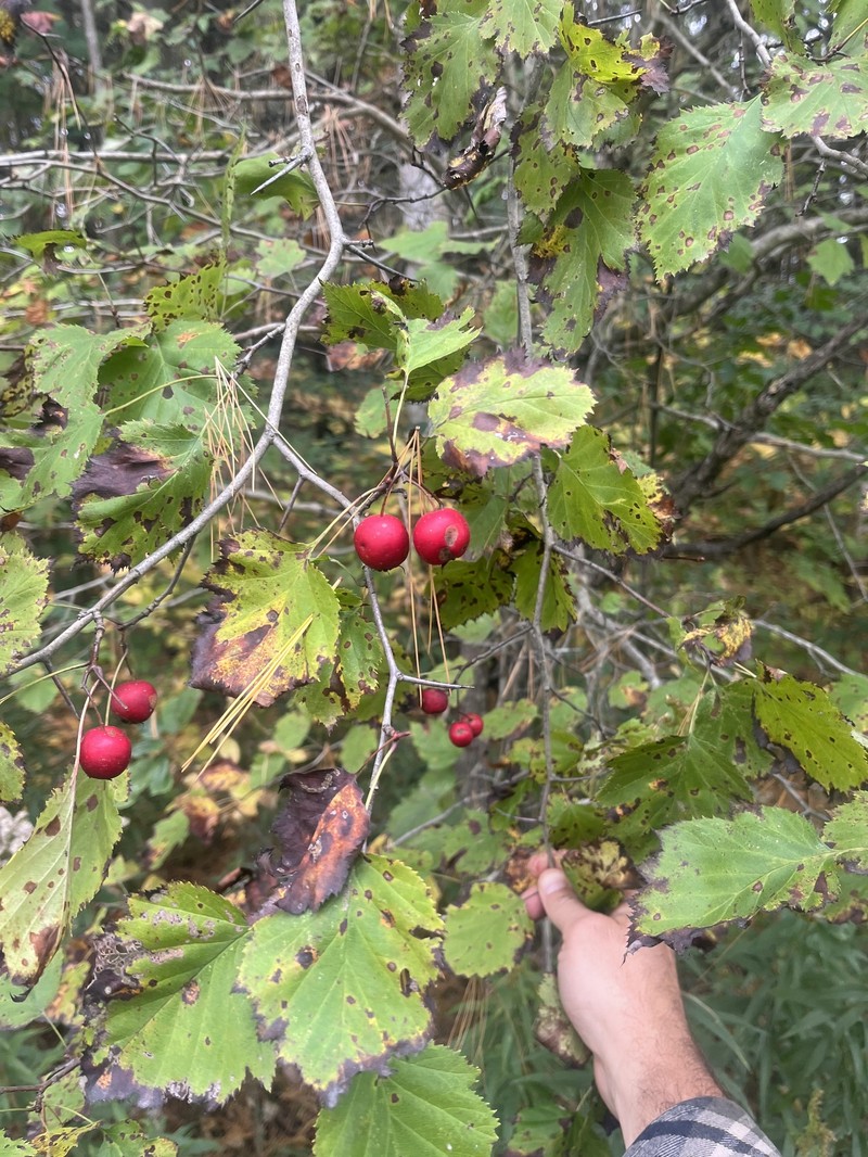 Crataegus magniflora photo 8