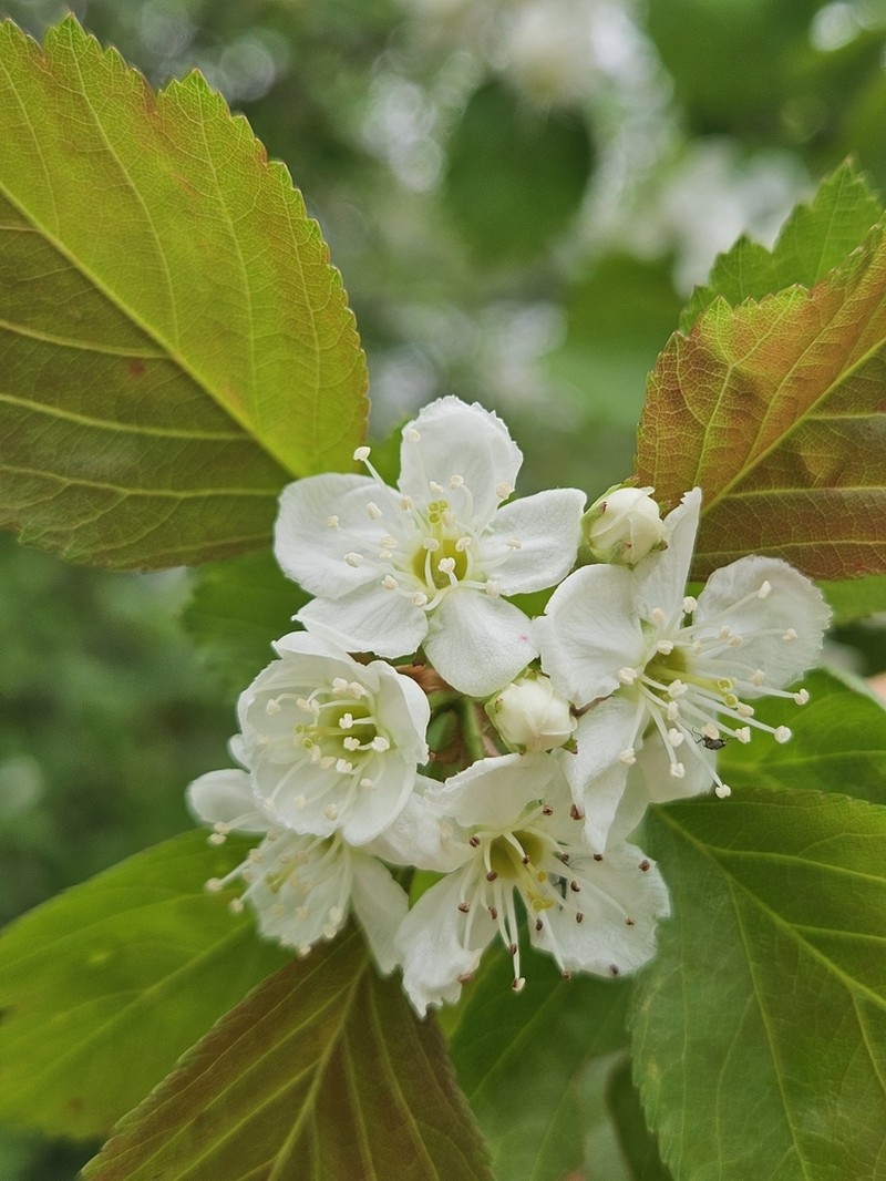 Crataegus margaretta