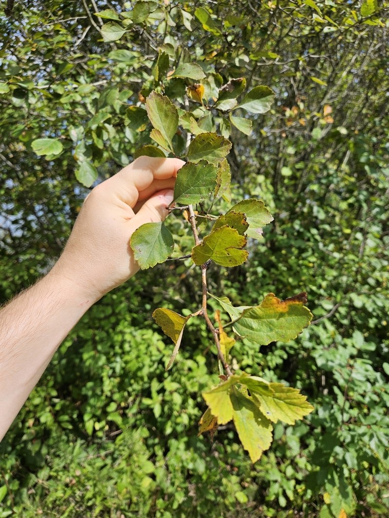 Crataegus margaretta photo 2