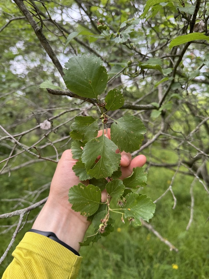Crataegus margaretta photo 3