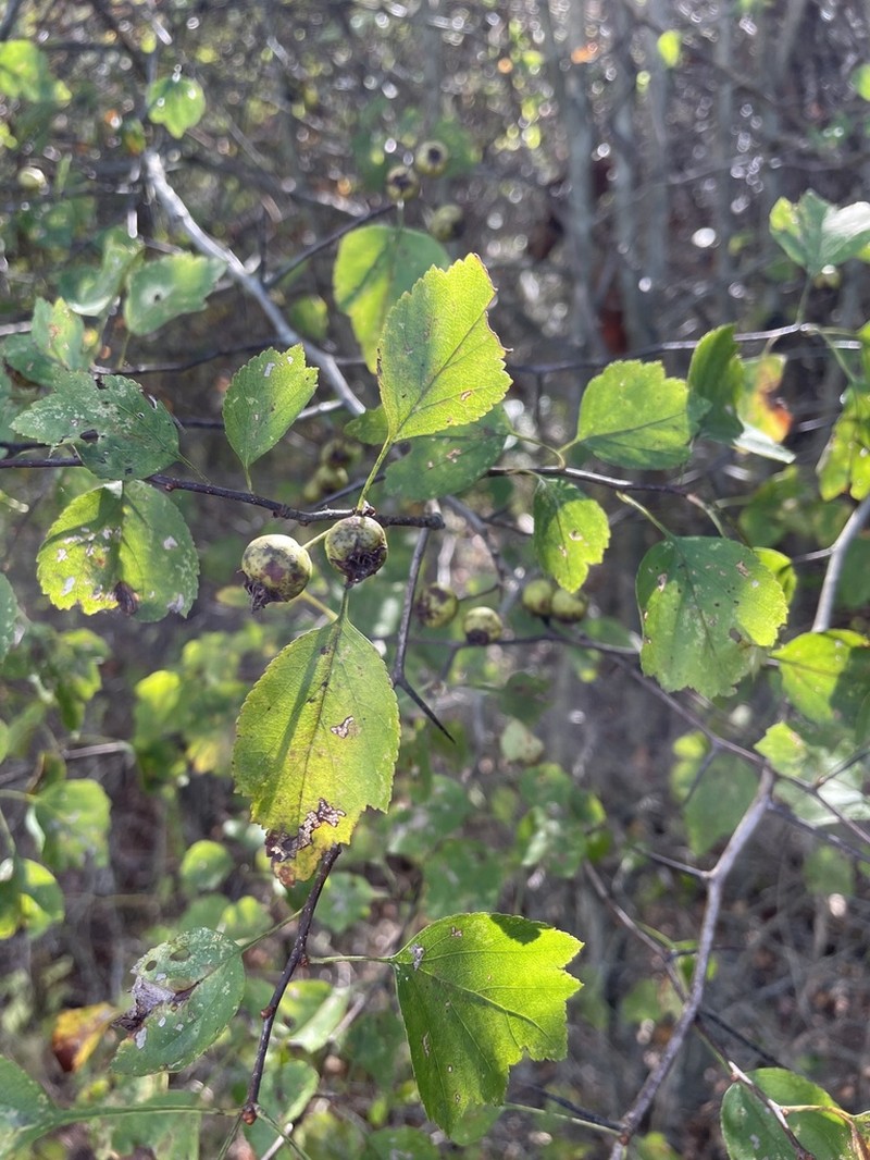 Crataegus margaretta photo 4