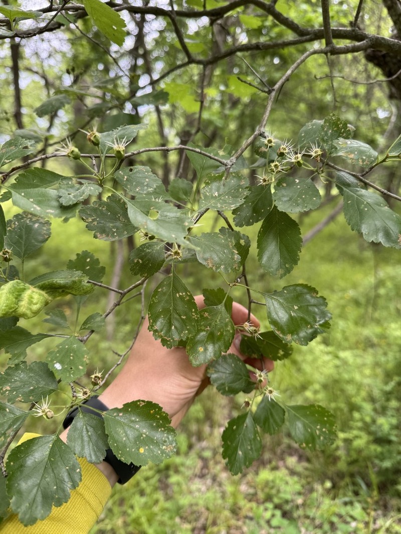 Crataegus margaretta photo 5