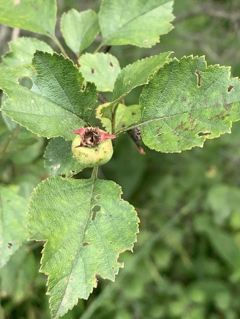 Crataegus margaretta photo 7
