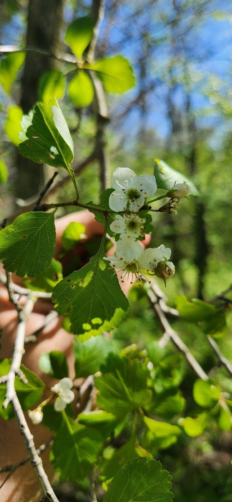 Crataegus margaretta photo 8