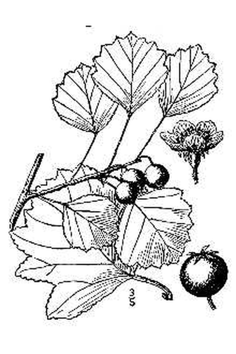 Margarett's Hawthorn