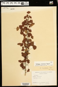 Margarett's Hawthorn