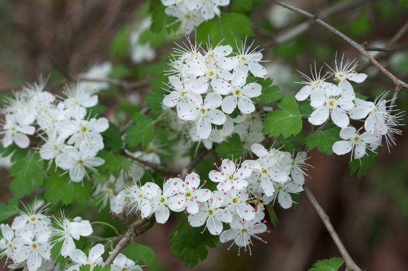Parsley Hawthorn