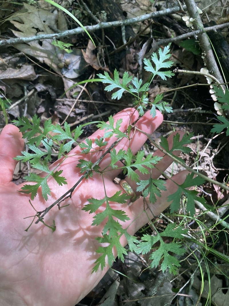 Parsley Hawthorn