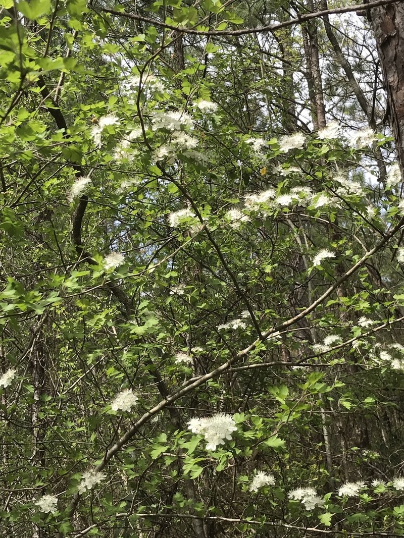 Parsley Hawthorn photo 2