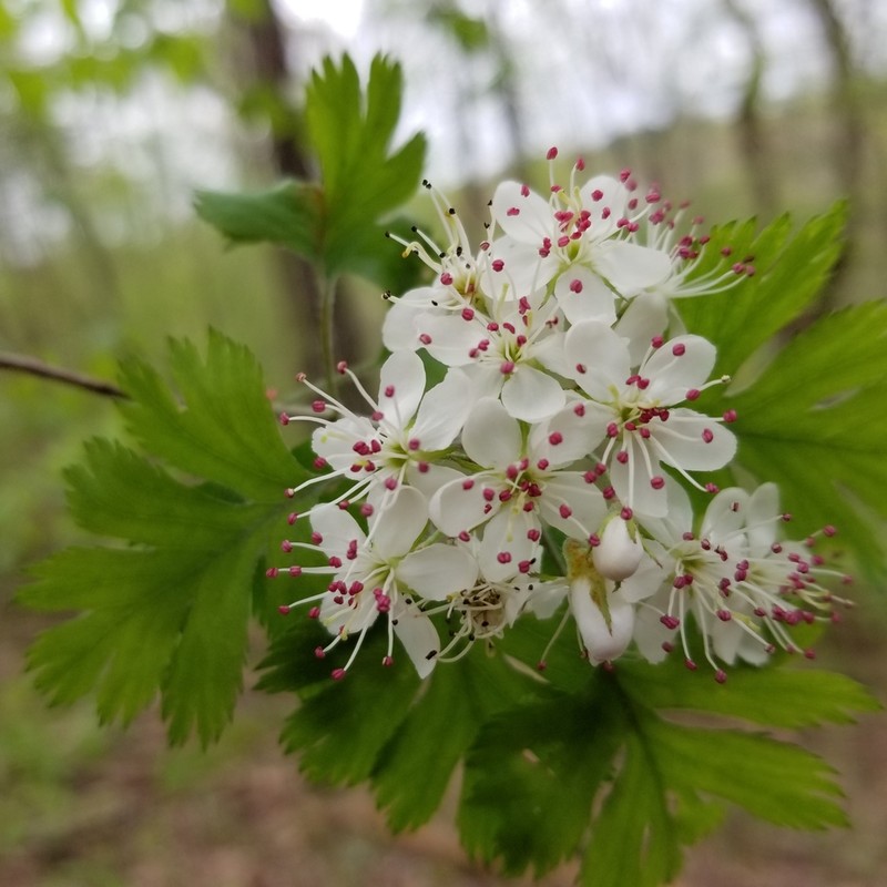 Parsley Hawthorn photo 3