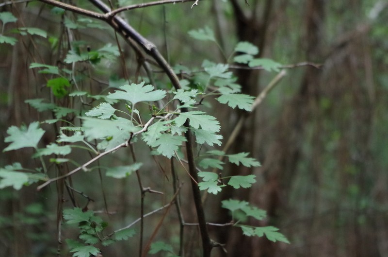 Parsley Hawthorn photo 4